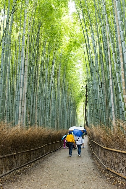 Знаменитая Бамбуковая роща (Аращияма, Киото)