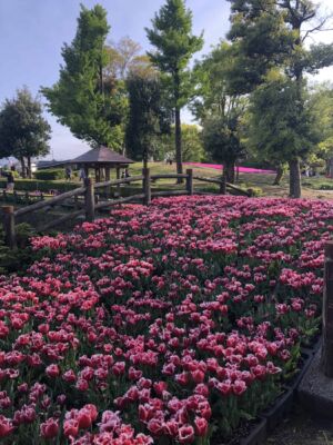 Фестиваль тюльпанов в Японии