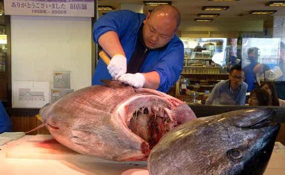 Удивительно интересный токийский рыбный рынок Цукидзи!